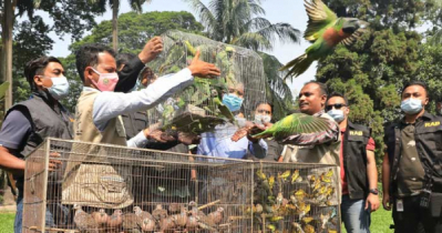 অপরাজেয়বাংলা ডে ক্লিকস: বিক্রয়নিষিদ্ধ ৭১০ বন্যপাখি জব্দ ও অবমুক্ত