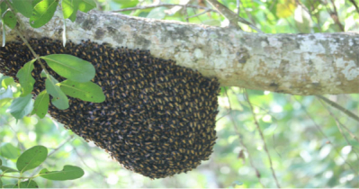 অপরূপ প্রাকৃতিক সৌন্দর্যের ছৈলার চর