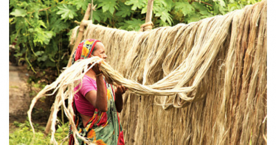 অর্জিত হয়নি পাটচাষের লক্ষ্যমাত্রা, দাম ও পাটখড়িতে খুশি কৃষক