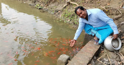 রঙিন মাছে রঙিন হলো সাইফুলের জীবন