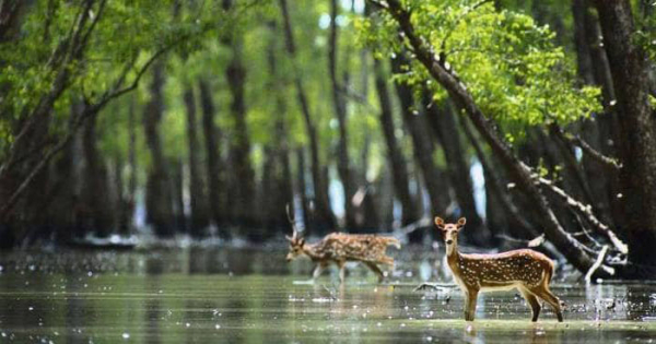 সুন্দরবন