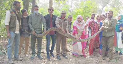 ধরা পড়া বিশাল অজগর কাপ্তাইয়ের জঙ্গলে অবমুক্ত