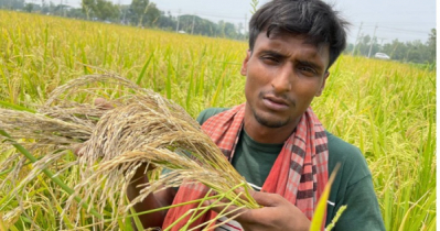 ‘হিট স্ট্রেসে’ ফসলের ক্ষতি, খাদ্য ঝুঁকির শঙ্কায় দেশ