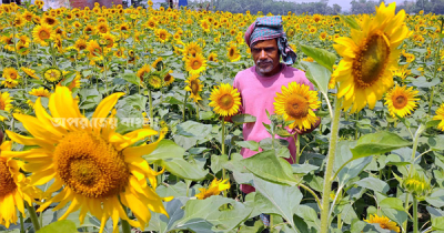 কুমিল্লায় সূর্যমুখী চাষে কৃষকের মুখে হাঁসি