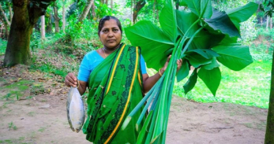 কীভাবে, কী দিয়ে, কেন খাবেন কচুশাক?