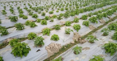 ডিজিটাল বাংলাদেশ: লাভবান হচ্ছে রাজশাহীর কৃষকরা