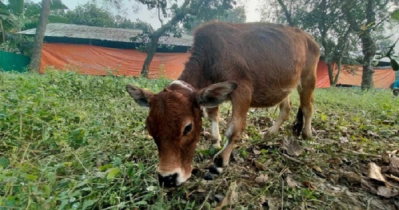 বিশ্বের সবচেয়ে ছোট গরু এখন সাভারের চারু 