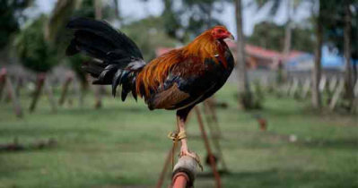 মোরগের ছুরিকাঘাতে মালিক নিহত