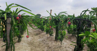 কুমিল্লায় ড্রাগন ফল চাষে শখের কৃষক পলাশের সাফল্য