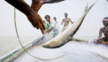 মধ্যরাত থেকে ইলিশ ধরা নিষিদ্ধ