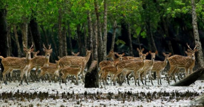 দুর্যোগ থেকে আরও একবার বাঁচালো সুন্দরবন, নিজে রক্ষা পাবে তো?