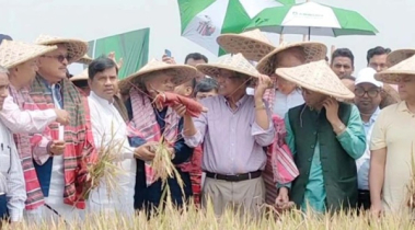 হাওড়ে ধান কাটলেন ৩ মন্ত্রী