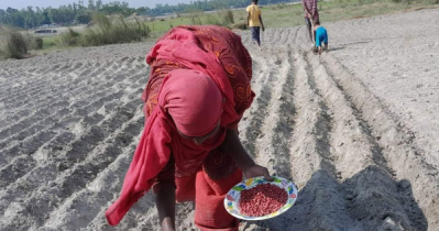 বগুড়ার চরাঞ্চলে বাদাম চাষে ধুম