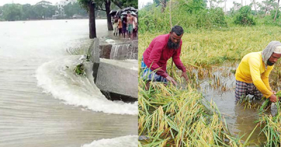 সিলেটে বড় ধরণের বন্যার আশঙ্কা, হাওর থেকে দ্রুত ধান কাটার আহ্বান