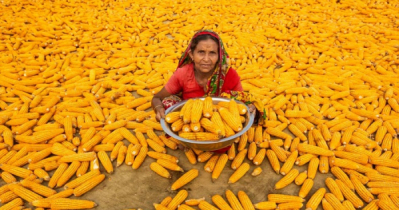 বন্যাপ্রবণ উত্তরাঞ্চলের ভাগ্য বদলাচ্ছে ভুট্টা 