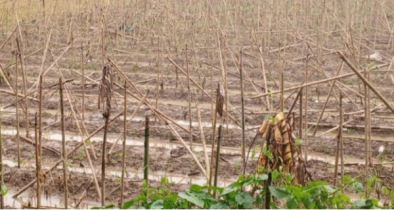 বন্যায় বান্দরবানে ৮ হাজার ৮৫০ হেক্টর জমির ফসল ক্ষতিগ্রস্ত