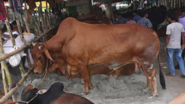 রামুতে কোরবানির পশুর লাথিতে একজনের মৃত্যু 