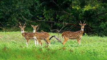 সুন্দরবনে মিলল আরও ৩১ মৃত হরিণ 