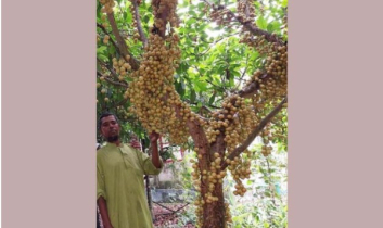 শেরপুরের পাহাড়ে বাড়ছে লটকন চাষ